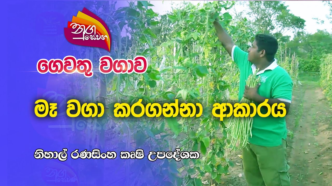 Nugasewana | ගෙවතු වගාව - මෑ වගා කරගන්නා ආකාරය | 2023-01-03 |Rupavahini