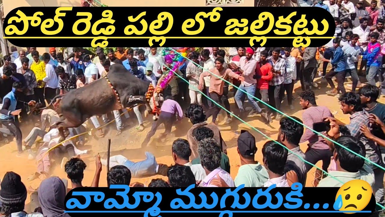 పోల్ రెడ్డి పల్లి జల్లికట్టు మామూలుగా లేదు ముగ్గురికి..😱#jallikattu#festival#bulls#hemanth1hp