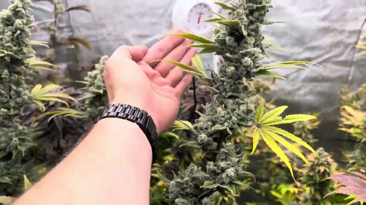 In house genetics Slurricane #7 day 67 flowering.