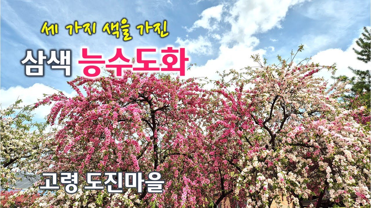 삼색 능수도화 명소 고령 도진마을 무릉원 | 봄꽃, 복사꽃 명소 | 복숭아꽃 | 홍도화 | 봄꽃여행 | 여행, 트레킹| 대가야 고령 여행