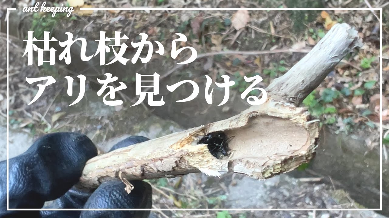 【冬の蟻採集】枝折り・枯れ枝採集でアリを見つけてみた