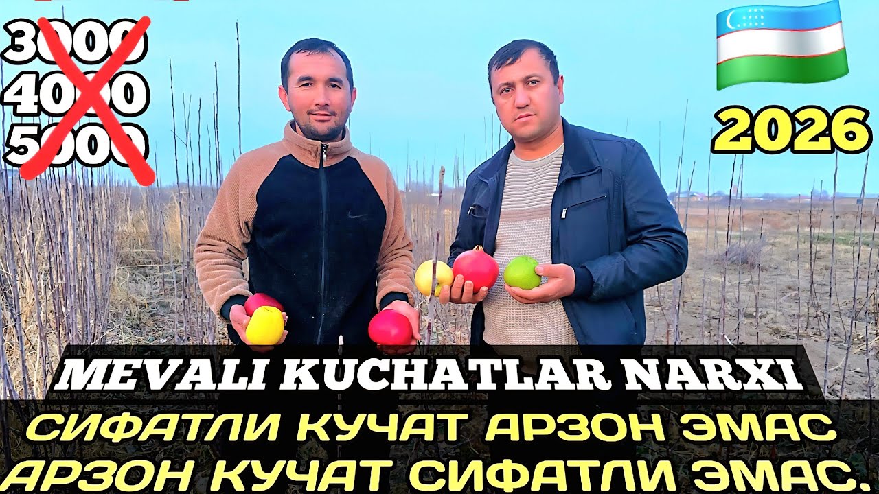 ☎️937037790 ☎️933460204 САМАРКАНД ШРЕДЕРДА МЕВАЛИ КУЧАТ НАРХЛАРИ 2026 ДЕХКОН АКАЛАРИМИЗДАН