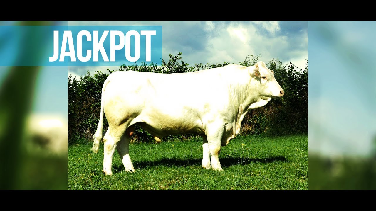JACKPOT - Beaucoup de squelette pour un taureau &agrave; g&eacute;nisses