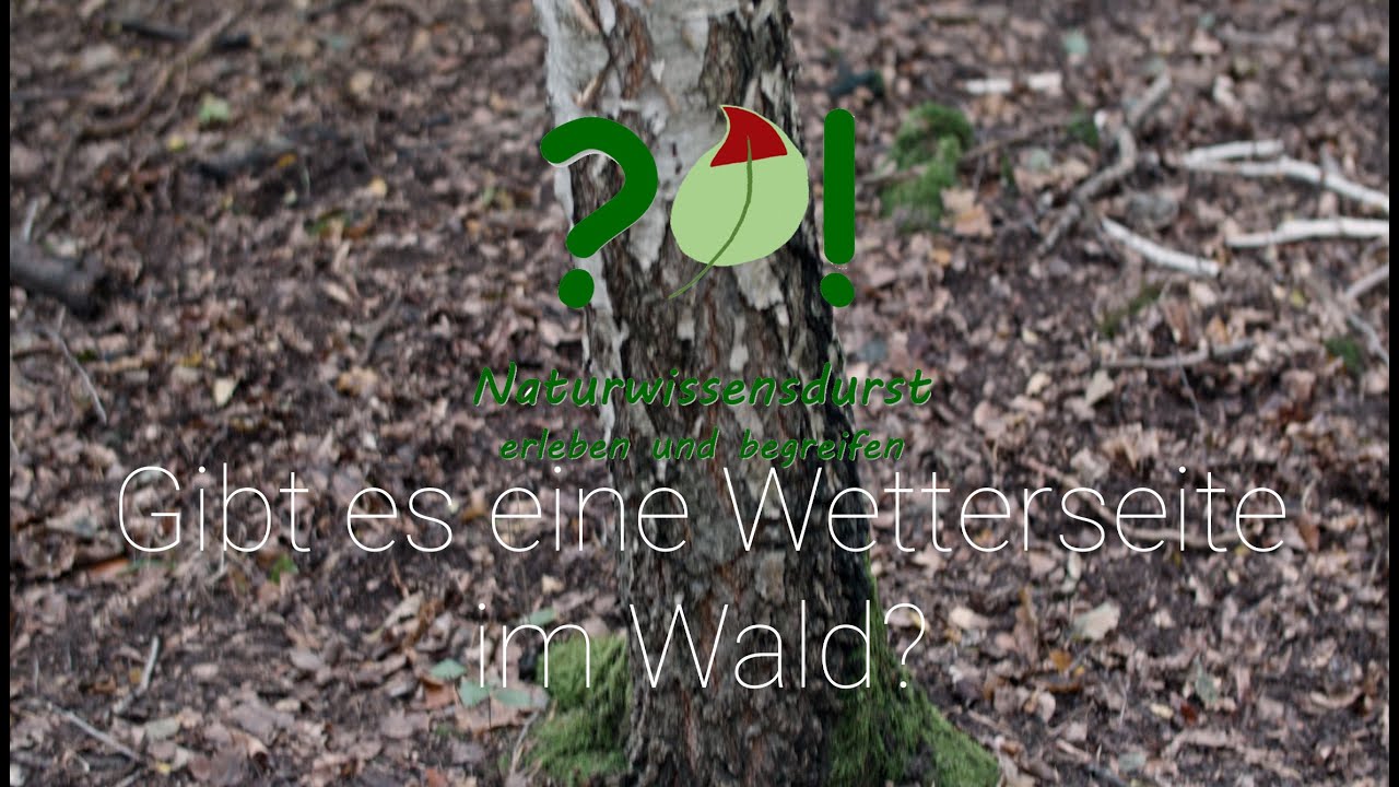 Wie erkenne ich im Wald die Himmelsrichtung? | Naturwissensdurst