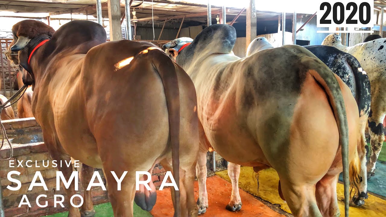 Samayra Agro 2020 Exclusive Collection | Deshal | Indian | Bhutti | Albino | The Home of Goru Lovers