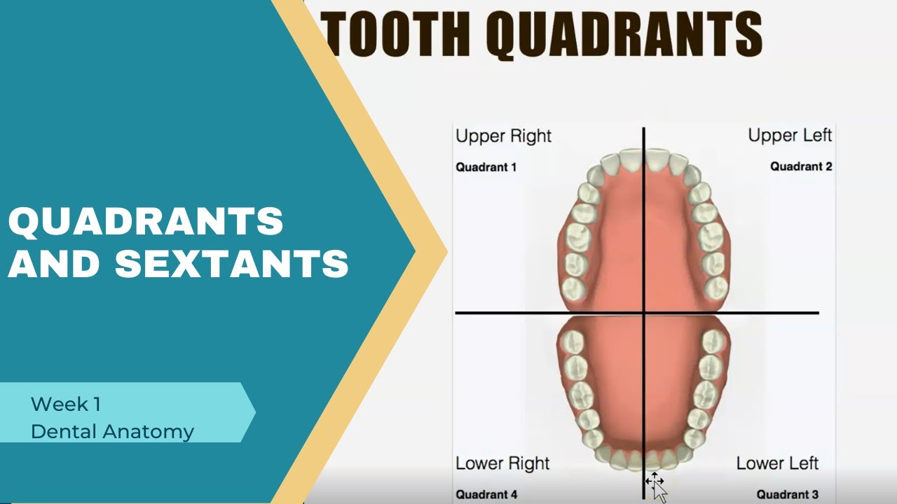 Quadrants and Sextants in Primary and Permanent Dentition