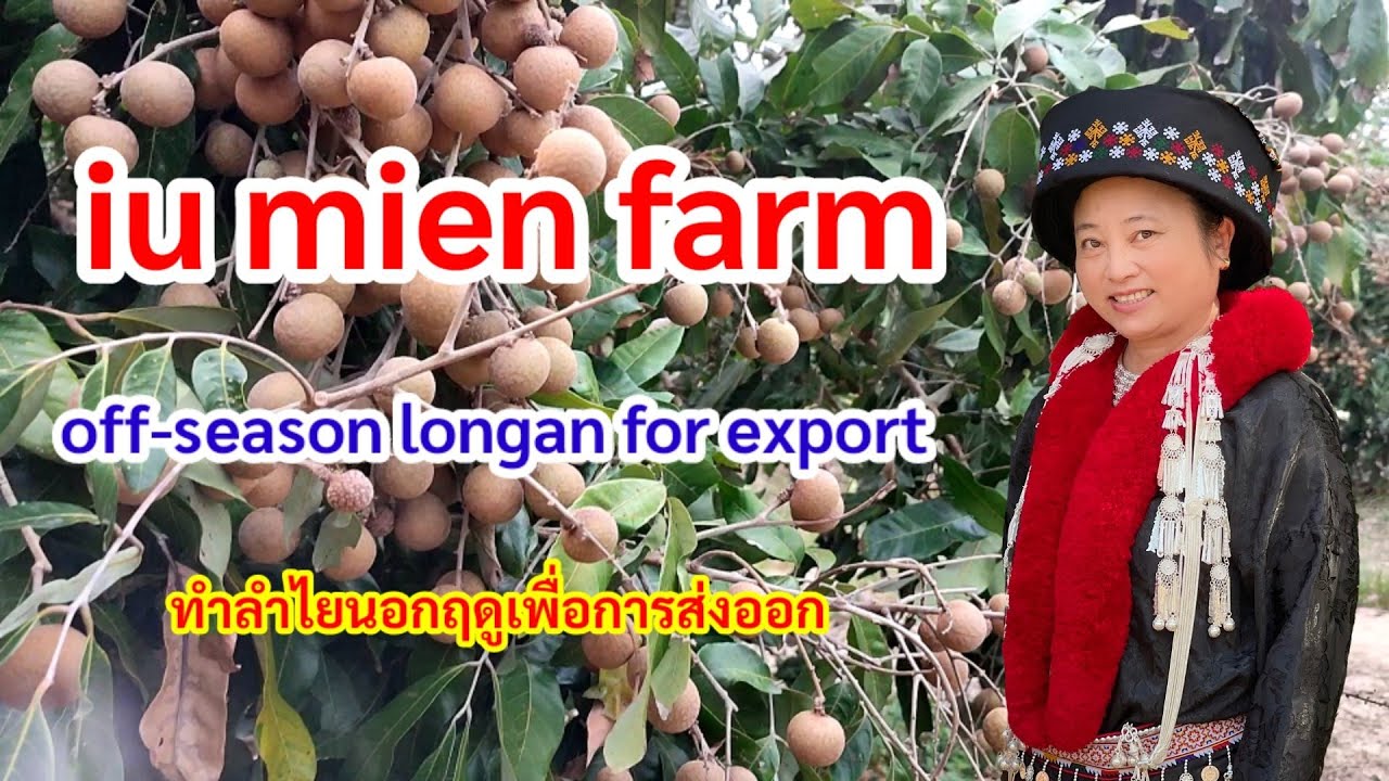 iu mien farm : off-season longan for export ,@ZeuzLiuzHiaang