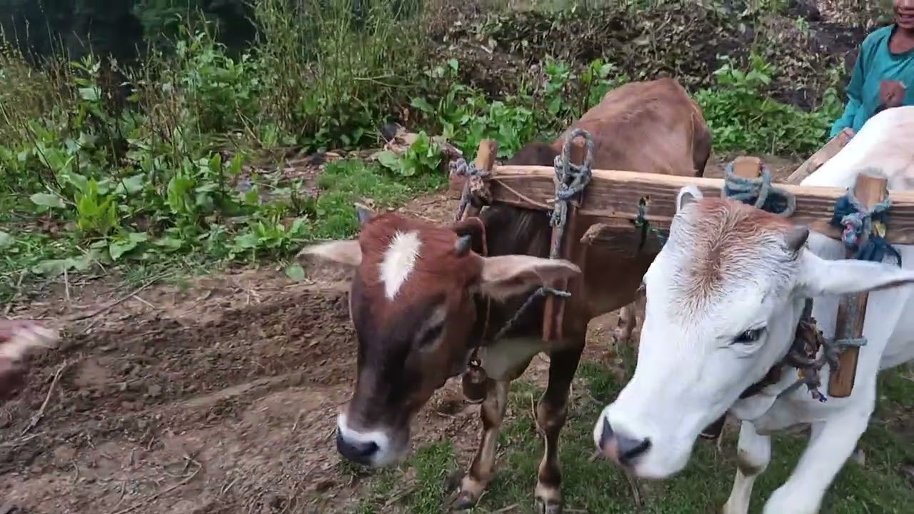 छोटे बच्चों ने खूब सूरत जंगल में छोटे से बैलों को सिखाया हाल लगाना जो कि उनकी मेहनत से सीख भी गया है