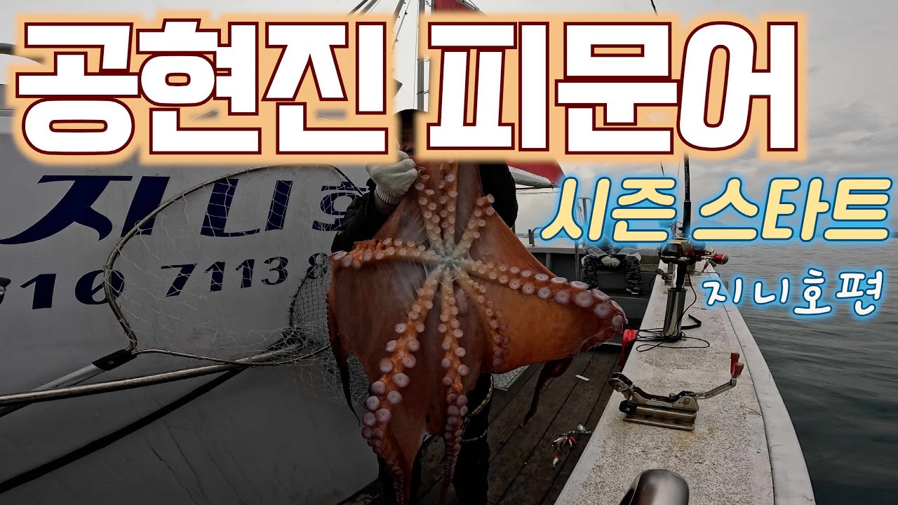 1마리면 OK 고성 공현진 피문어