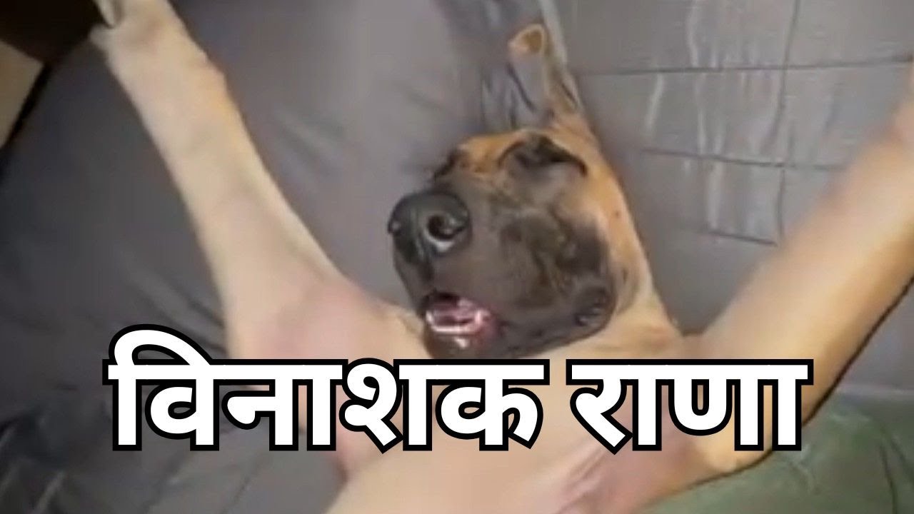 Memes to Watch Before World Ends