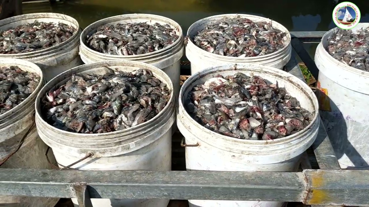 Chia sẻ kinh nghiệm nuôi cá chình, bống tượng