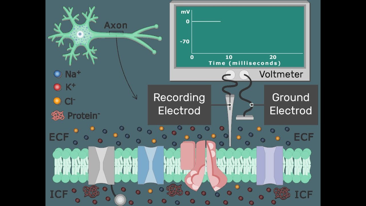 Resting Membrane Potential Best Explaination Ever
