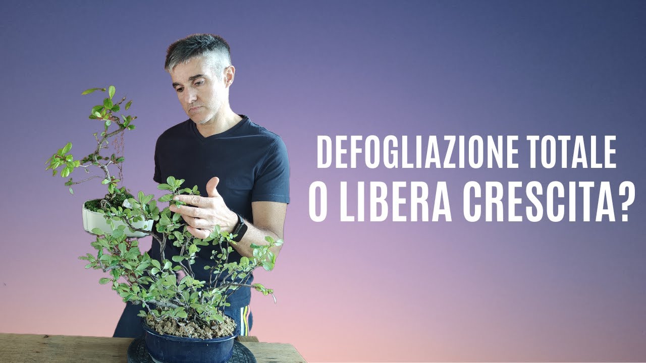 DEFOGLIAZIONE vs LIBERA CRESCITA, differenze e senescenza fogliare