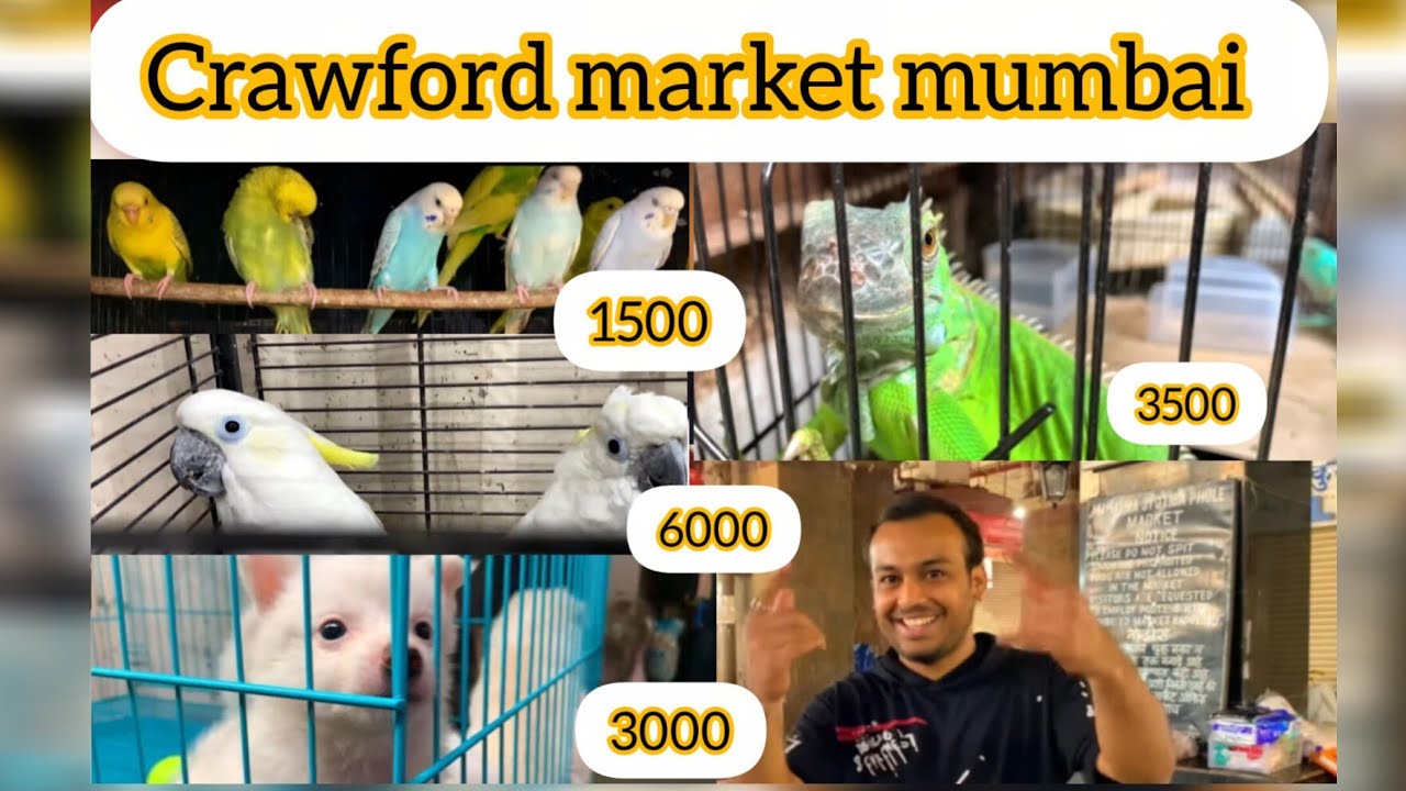 इतने सस्ते मे 🐕🐰 | Crawford Pet Market Mumbai | Bird cat & More | Crawford market in animals persian