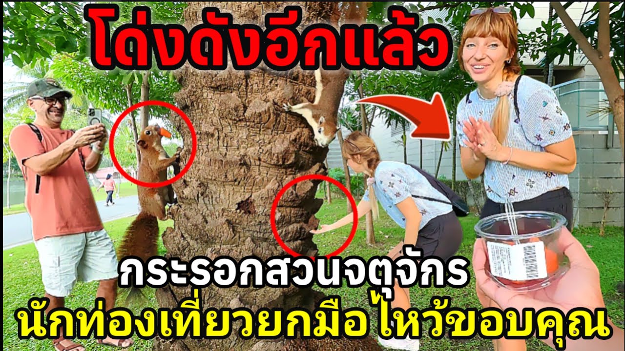 โด่งดังอีกแล้วกระรอกสวนจตุจักรเป็นที่รู้จักมากขึ้นนักท่องเที่ยวยกมือไหว้ขอบคุณ
