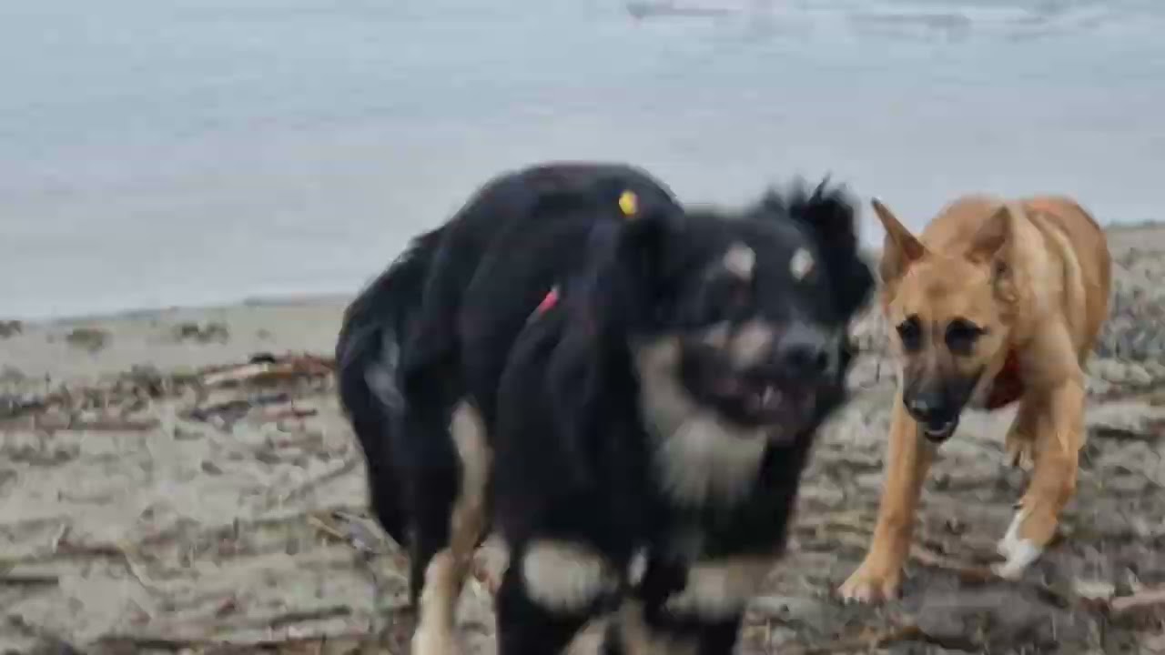 sphoek Fietje en albas heaven Urzy lekker los op het strandje