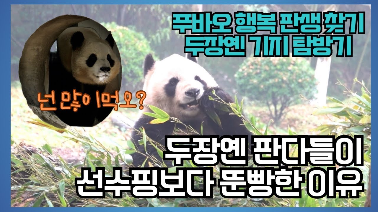 차라리 두장옌이 더 좋을까? #푸바오실시간 #푸바오근황 #푸바오 #fubao #福寶 #선수핑 #두장옌