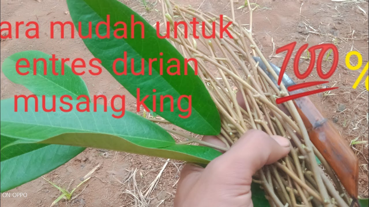 #teknik #cara#automobile #jalanyangjauhjanganlupapulang  termudah okulasi durian 💯%berhasil