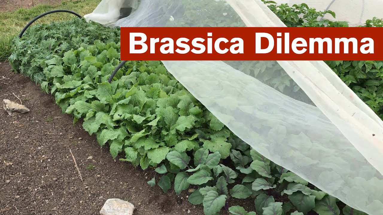 Дилемма Brassica