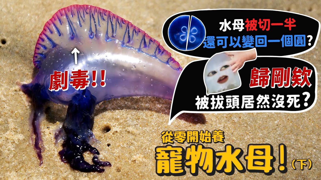 【從零開始養】水母(下)!水母被切一半!變回一個圓?歸剛欸被拔頭居然沒死?水母缸教學?水母吃什麼?【許伯簡芝】jellyfish
