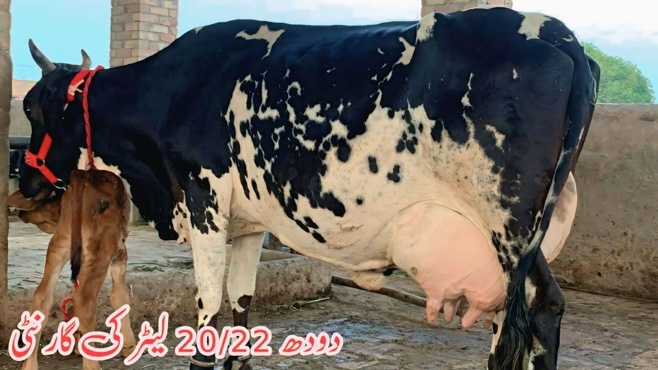 🔵Jersey Frizon Cross Cow Milking 22kg  PH:0301-8687340 Date 17/09/2025.Sohna animal tv
