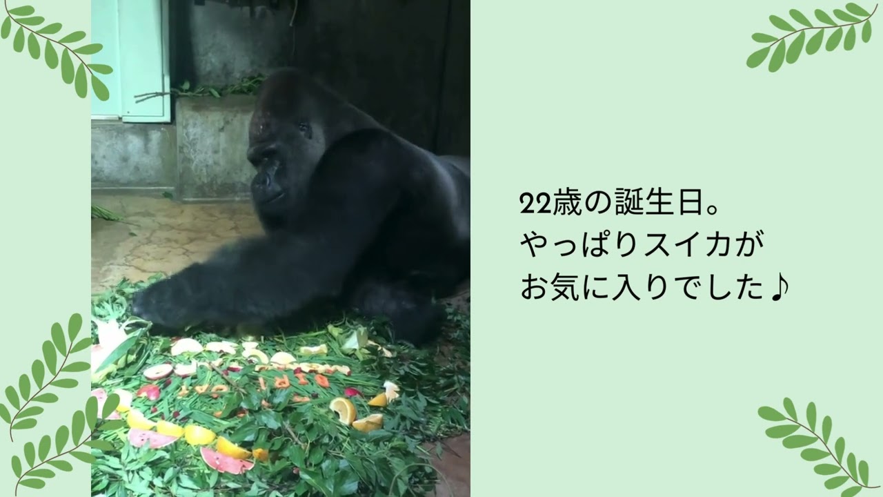 モモタロウ誕生日動画2024