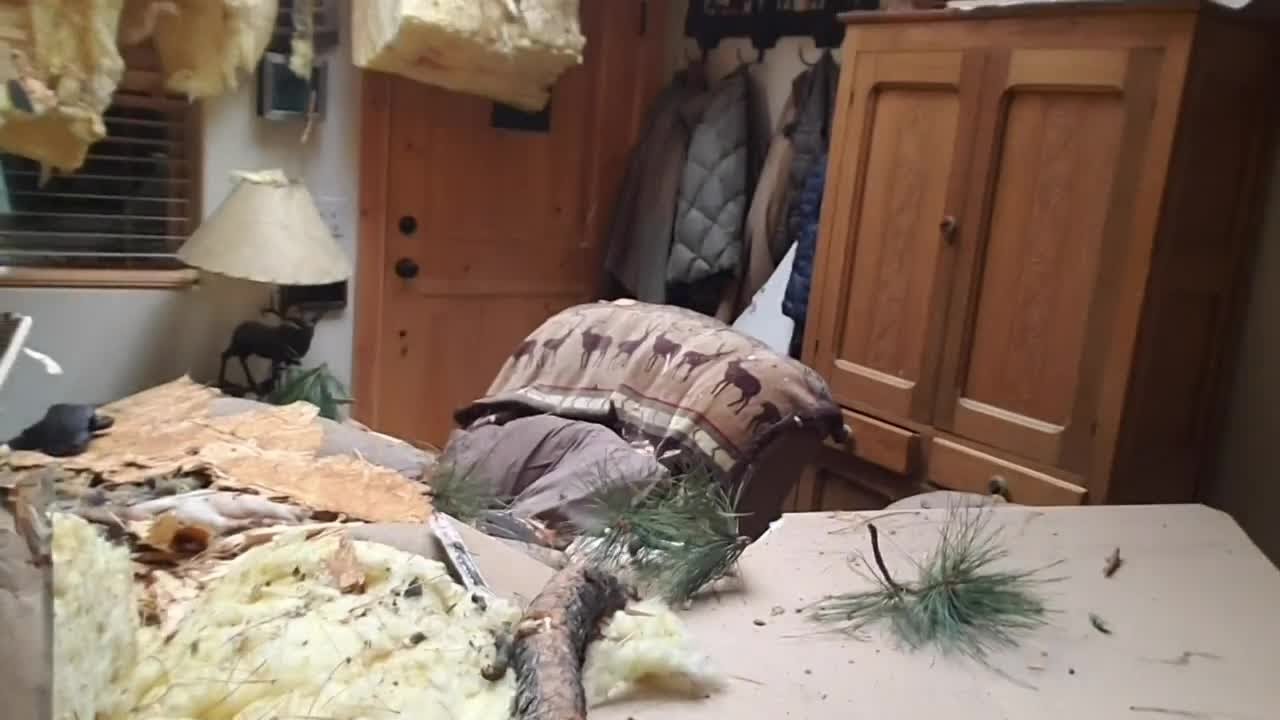 Wind rips trees down, causes major damage in Wyoming town