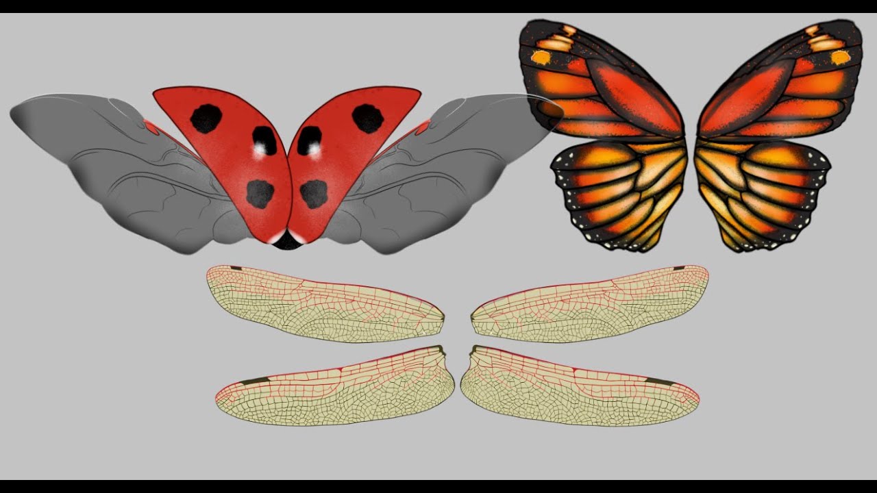 Bug Wing Assets & set up Guide