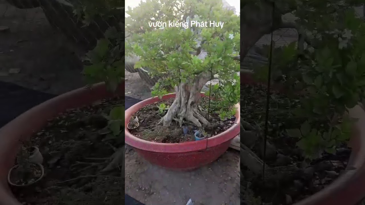 Vườn kiểng Phát Huy kính chúc đại gia đình năm mới an lành hạnh phúc! 