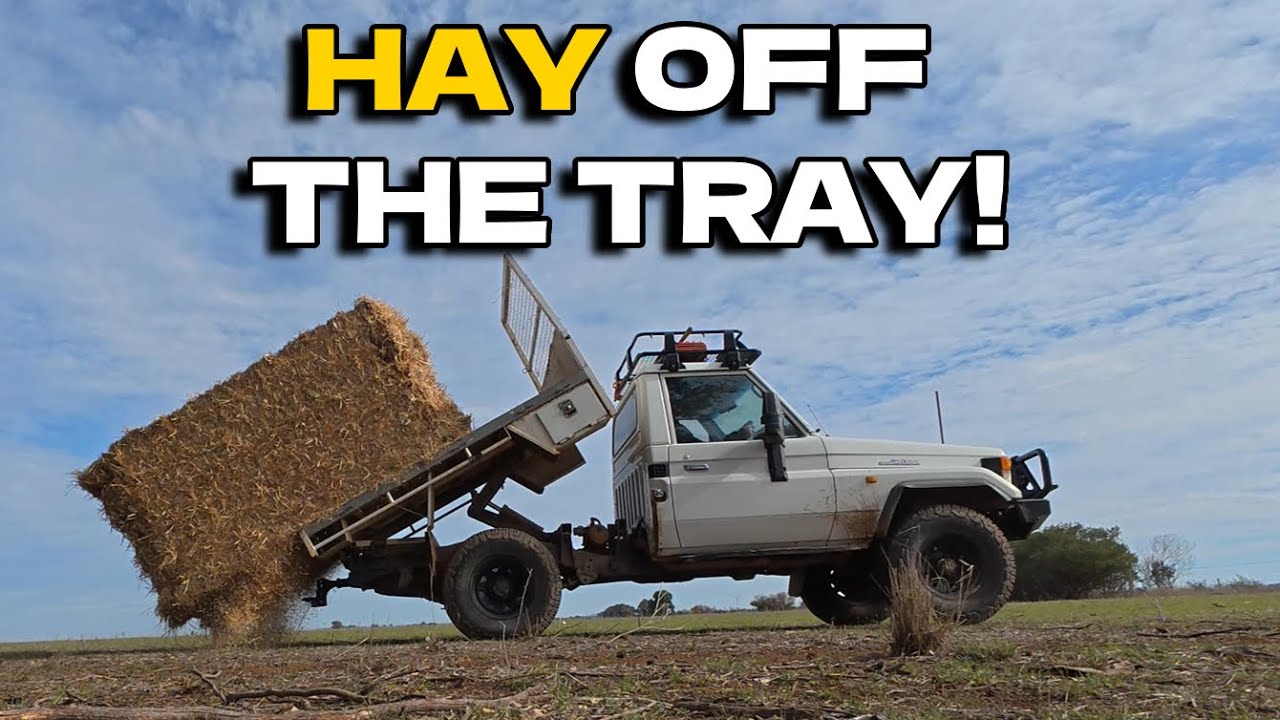 Watch This Ute Tipper Feed the Mob – Hay Off the Tray, Sheep on Their Way!
