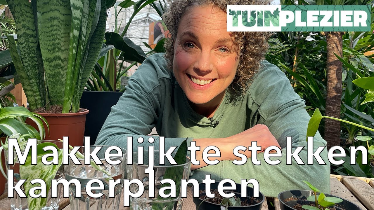 Jennefers Top 5 makkelijk te stekken kamerplanten | TUINPLEZIER