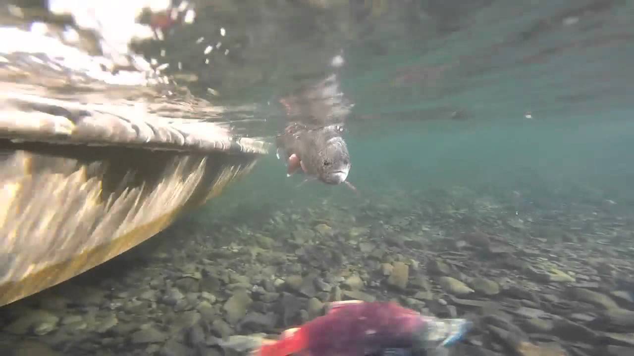 Releasing an Alaskan Rainbow at the Agulowak