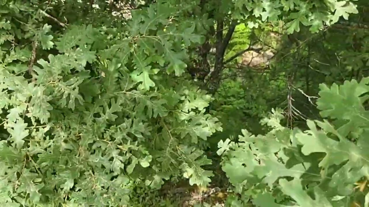SATILDI. KAZDAĞLARI KÖYÜ SERHAT'TA EDREMİT NARLI YOLU ÜSTÜNDE 2 DÖNÜM ARAZİ