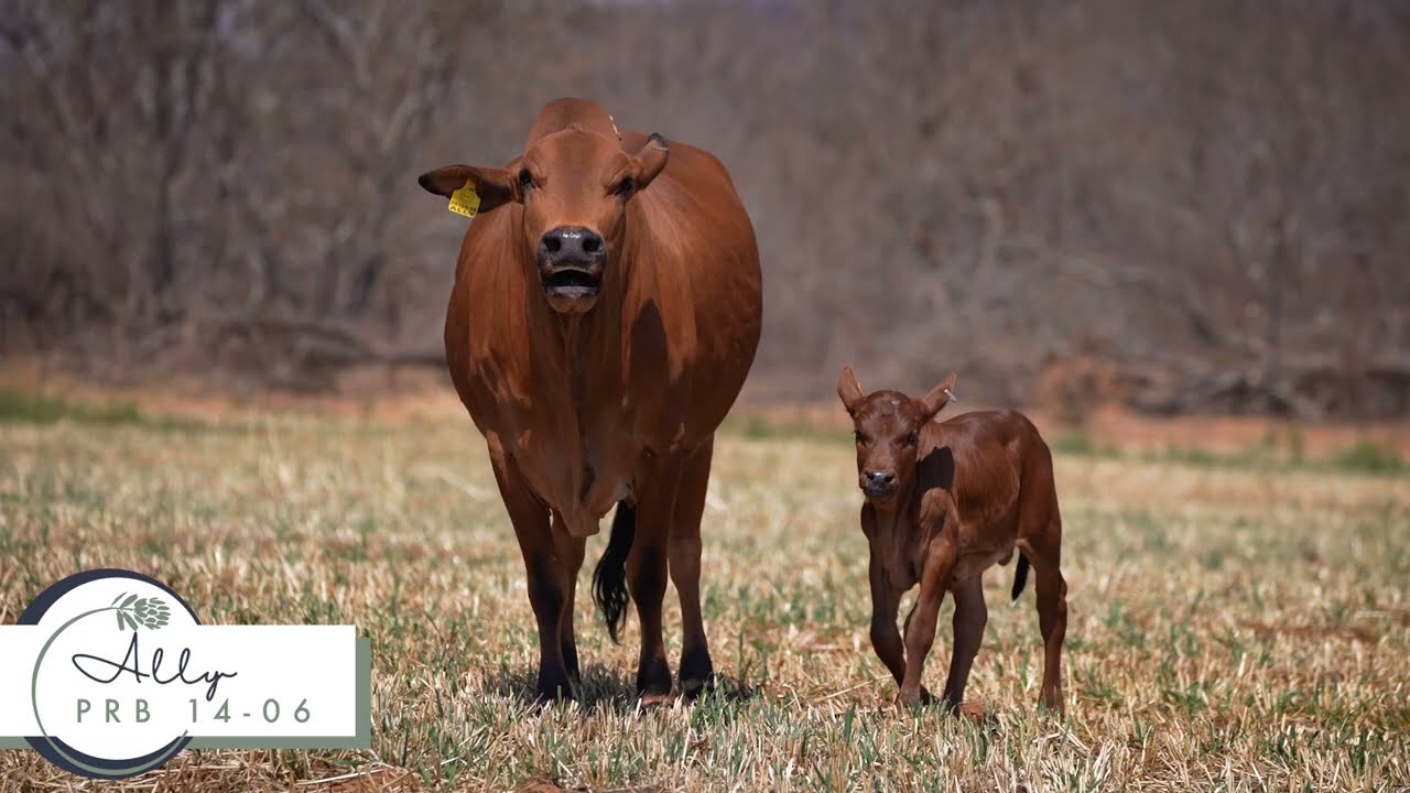 LOT  40 | PRB14-06 | Ally with bull calf IYD24-124 | Alex