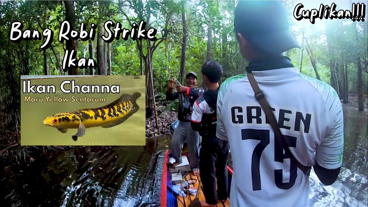 Finally Strike Ikan Chana Maru Yellow Sentarum