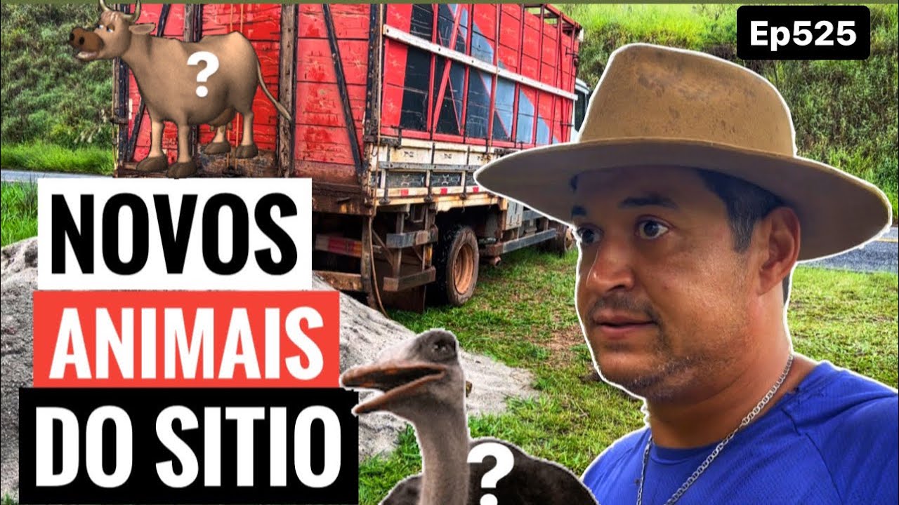 O ANINAL MAIS ESPERADO DO SÍTIO CHEGOU.