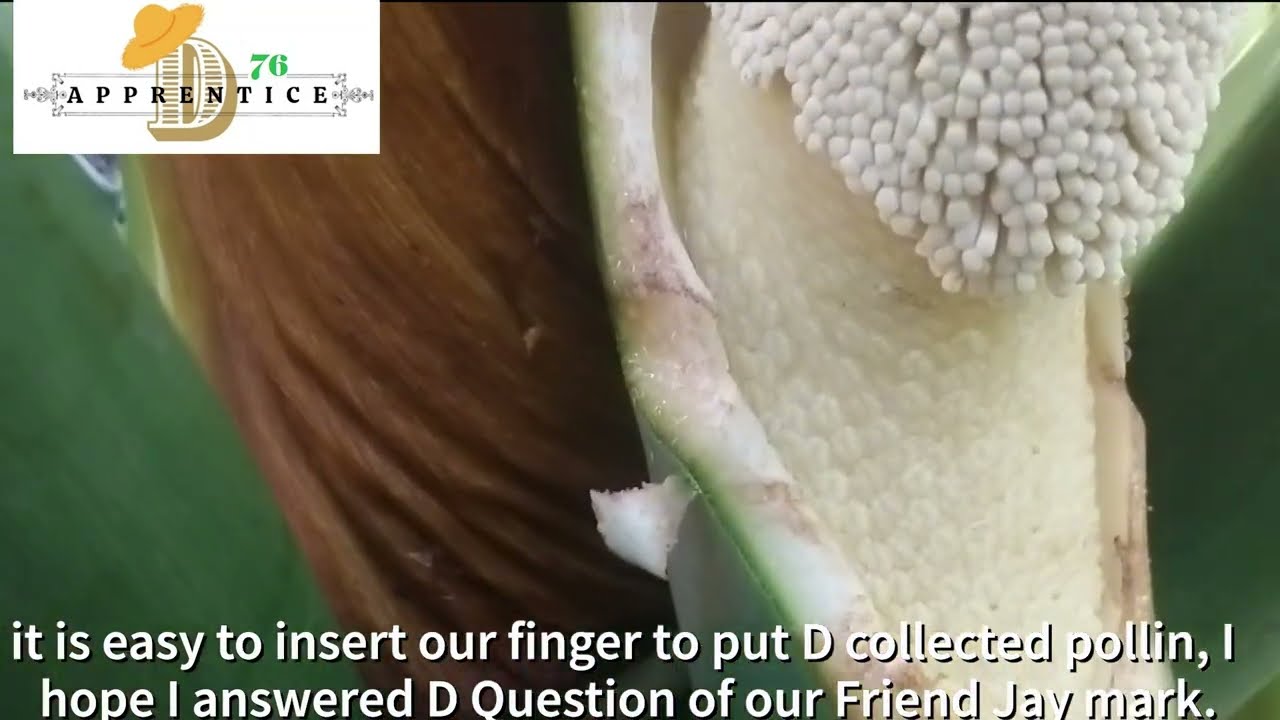 Pollinating Philodendron Selloum (Explained)