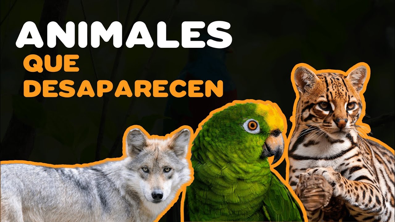 TOP 12 ANIMALES EN PELIGRO DE EXTINCIÓN EN MÉXICO