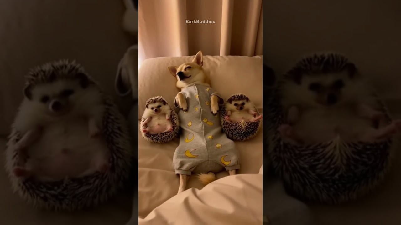 Peaceful Sleep Gone Wrong 😂 #dog #funnyanimals #pets #funnydogs #shortsfeed #viralshort
