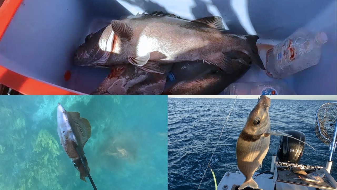BIG KAPITI HAPUKA?! - Kapiti Fishing&Diving - Hapuka/King Tarakihi/Butterfish/Squid/Paua