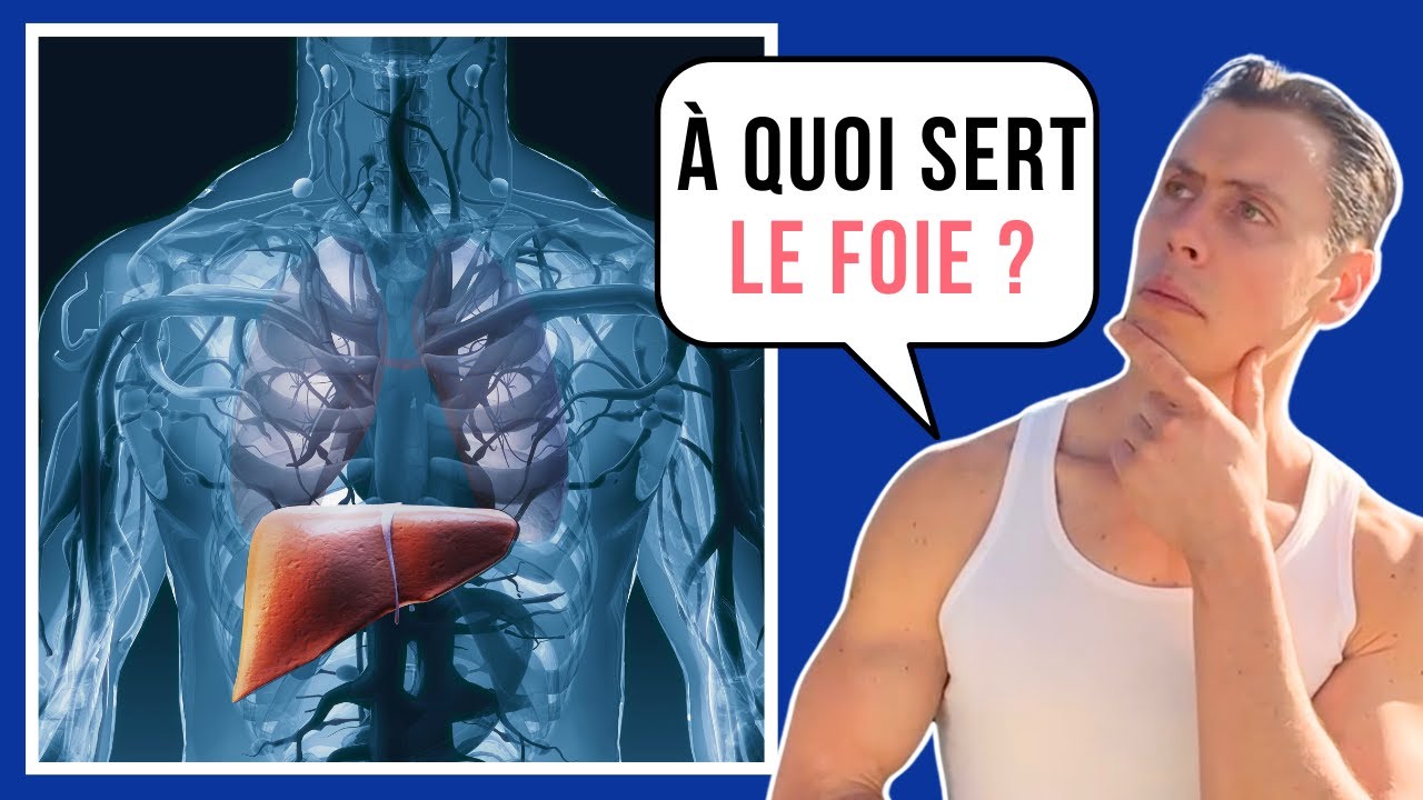Tout savoir sur le Foie