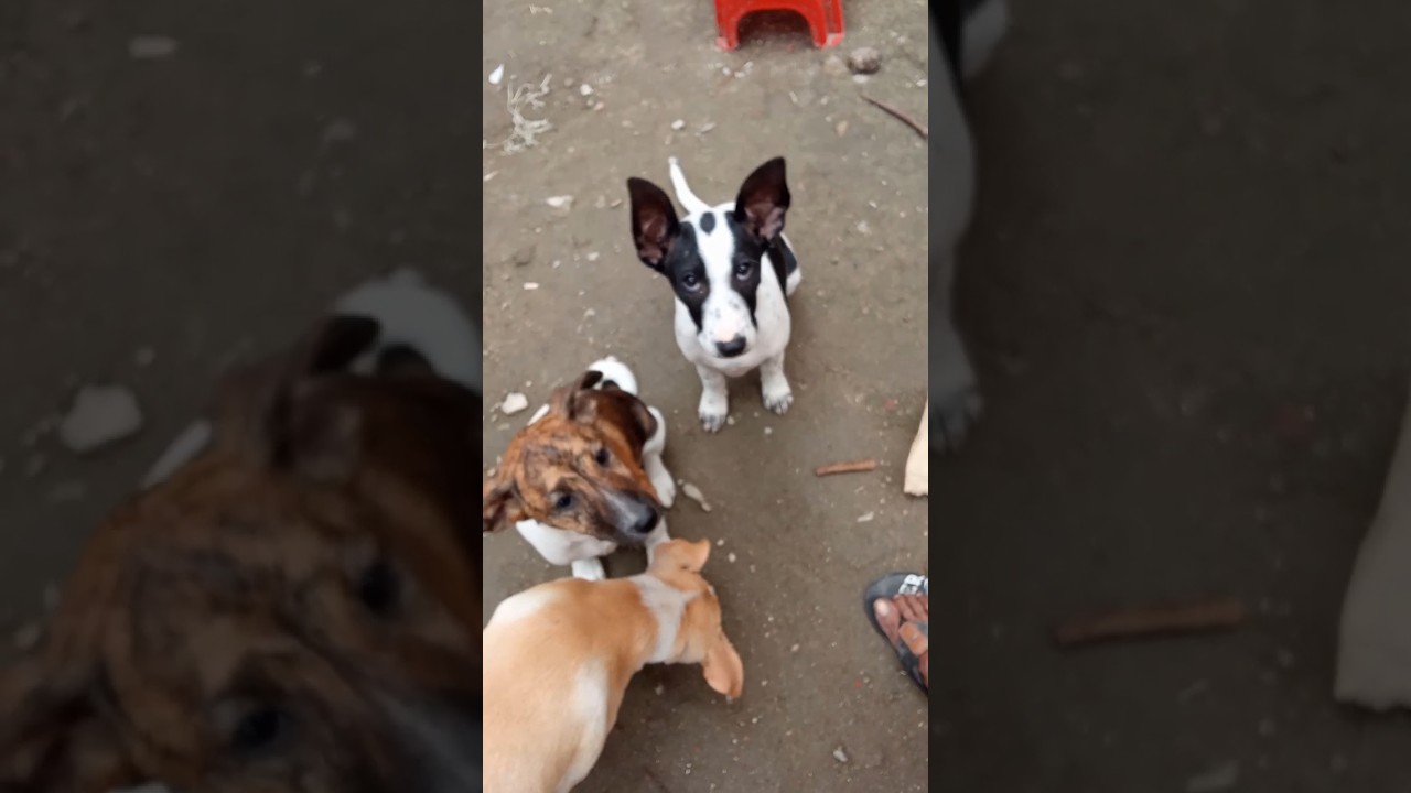 😜🐕 #dog #funnyanimal #shortsviral #pets #funnydog #animals