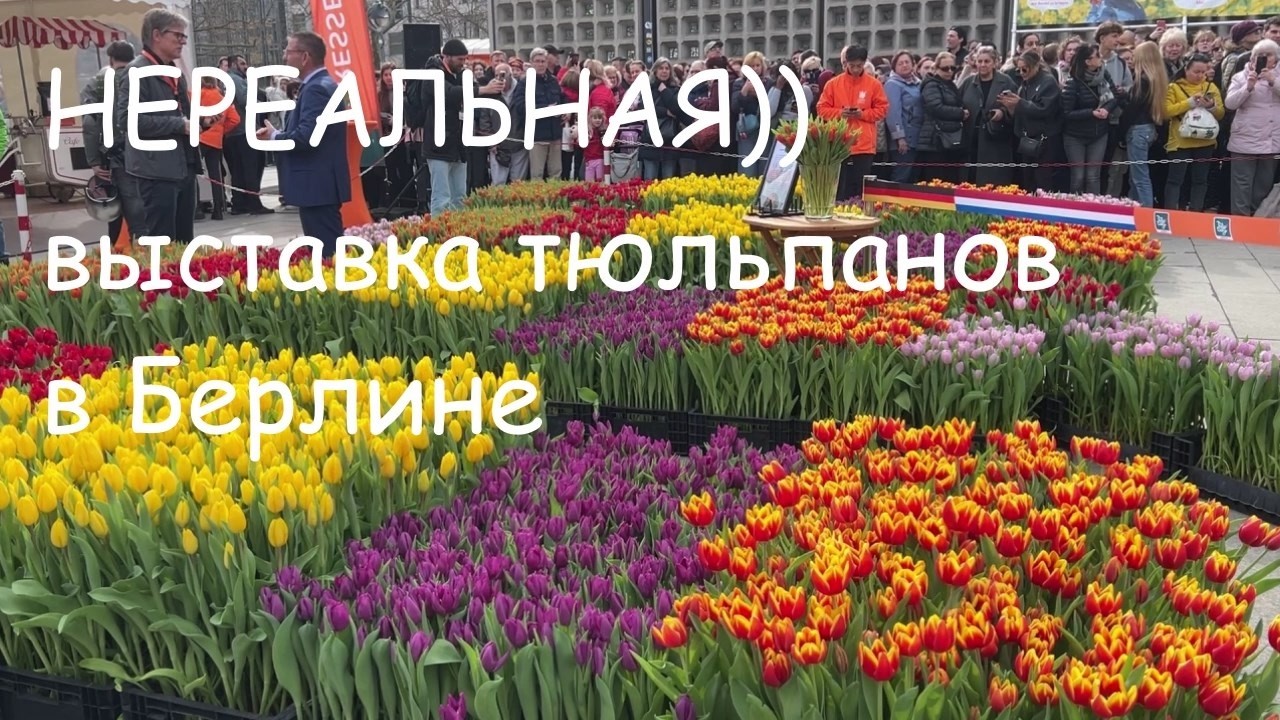 Выставка тюльпанов в Берлине. Увидеть тюльпаны нереально)