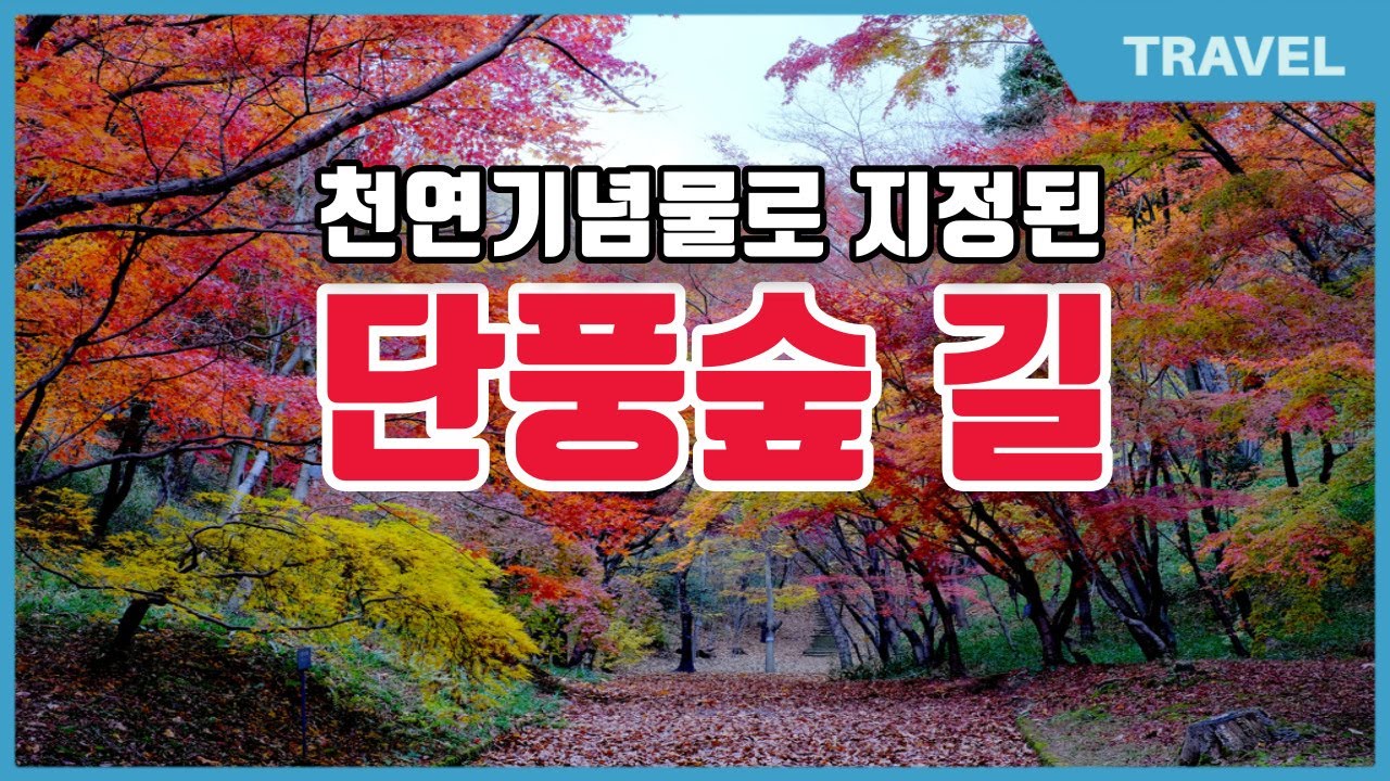 고창 문수사 단풍나무 숲, 단풍나무 숲이 천연기념물로 지정된 사연| 국내유일의 단풍나무숲! 천연기념물 제463호 단풍여행! 아름드리 소나무 숲길! 가을여행지 추천! 천년고찰 문수사