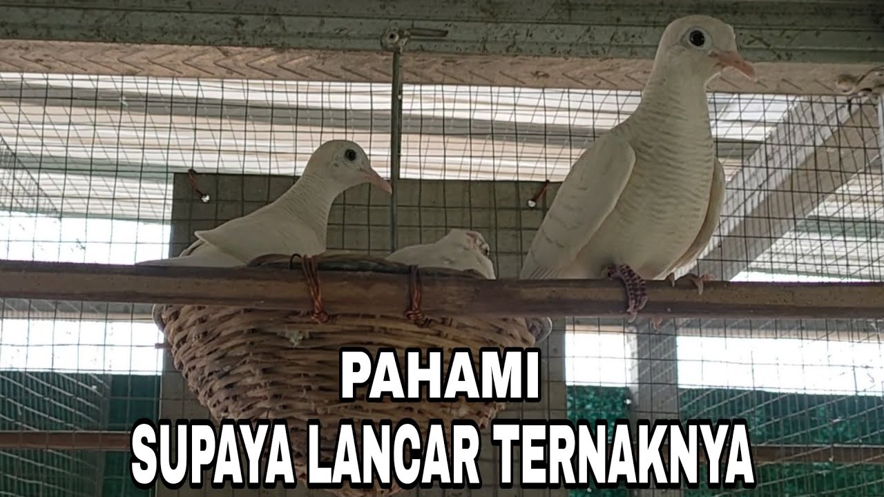Permasalahan Perkutut Indukan Yang Sering Terjadi