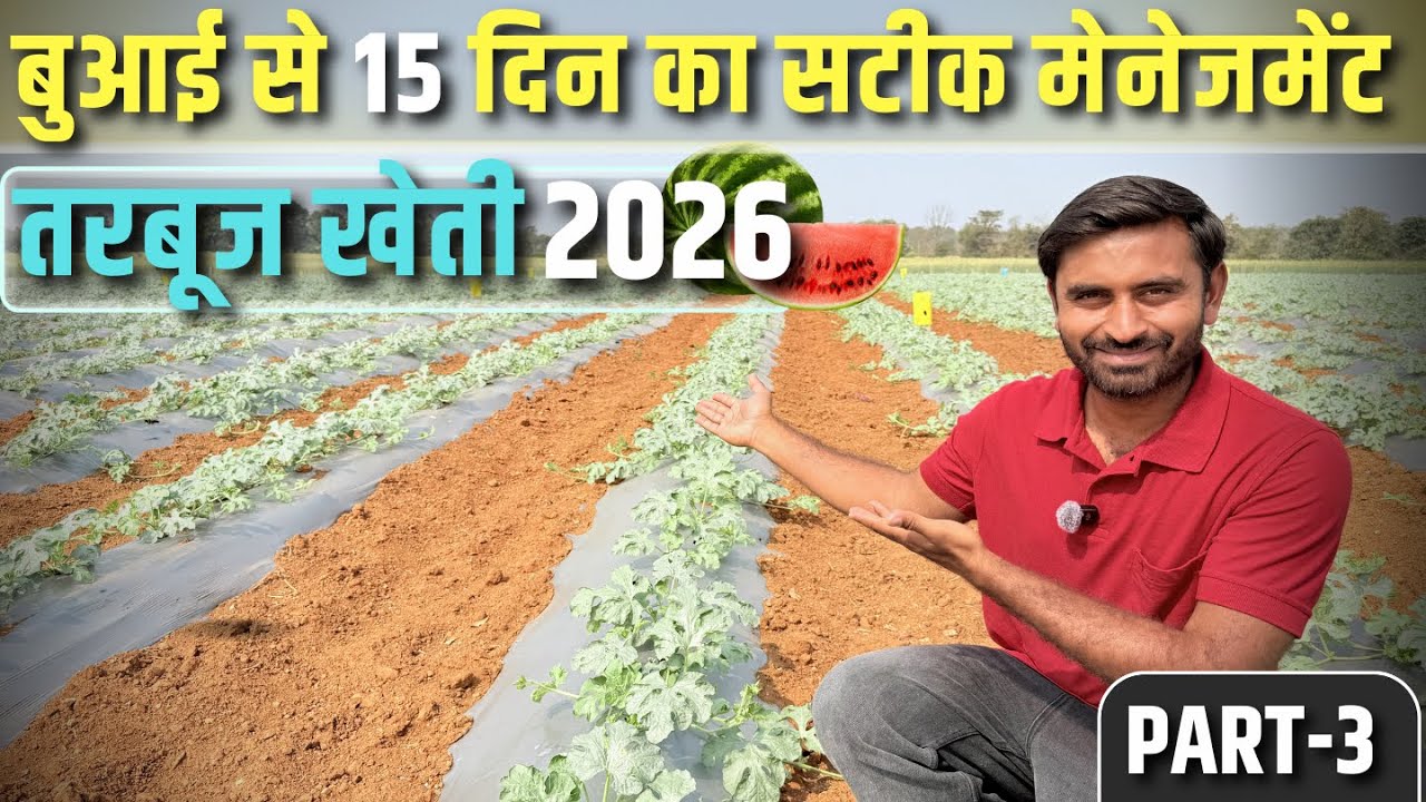 तरबूज🍉का शुरुआती 15 दिनों का सटीक प्रबंधन💯| Tarbuj kheti PART-3 | #watermelon | #tarbujkheti