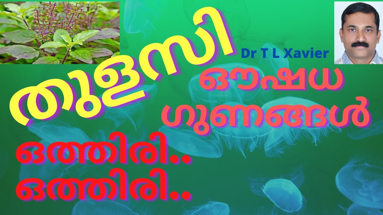 How to Use Thulasi Leaves for Immunity | Benefits of Tulsi | How to use Tulsi Powder | Dr T L Xavier