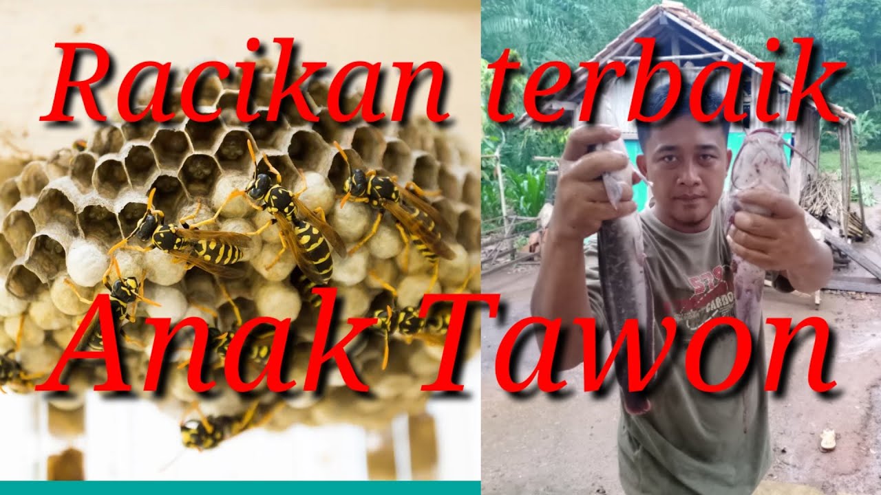Umpan mancing lele harian terbaik,anak tawon/larva tawon