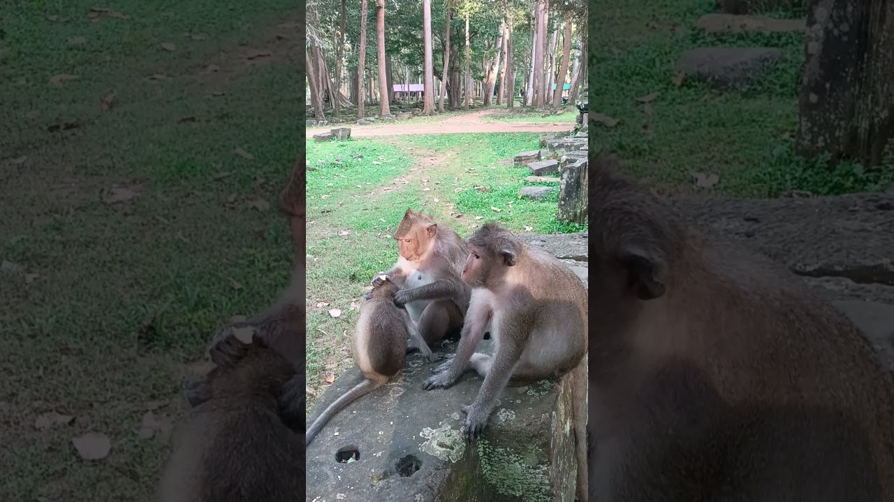 Adorable Monkey Family Bonding Time  Grooming Moments in Nature 🐒❤️