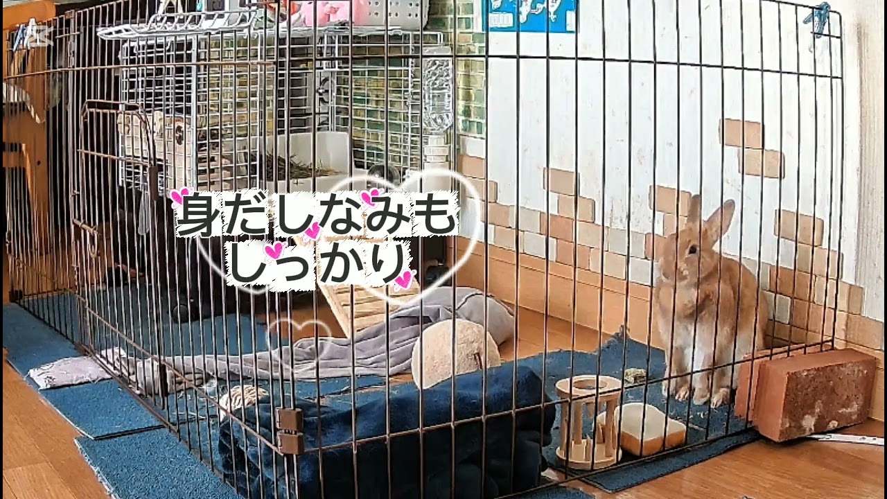今日のココちゃん大あくびからw   #うさぎ #rabbit #bunny #かわいい #癒し 